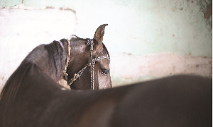 As cólicas no cavalo